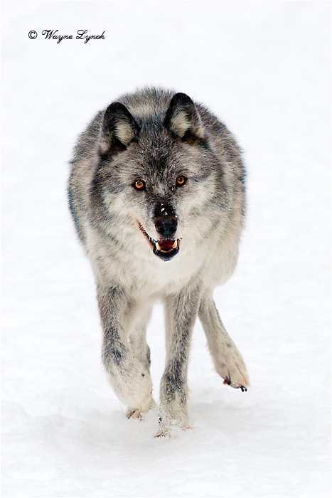 Wolf by Dr. Wayne Lynch &copy;